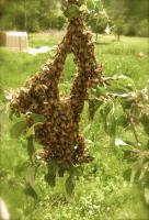 Bee swarm!